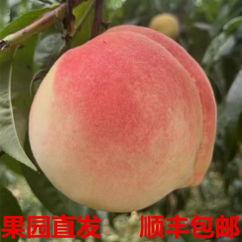 正宗肥桃寒露蜜水蜜桃佛桃寿桃6支装4.2-4.6斤顺丰包邮