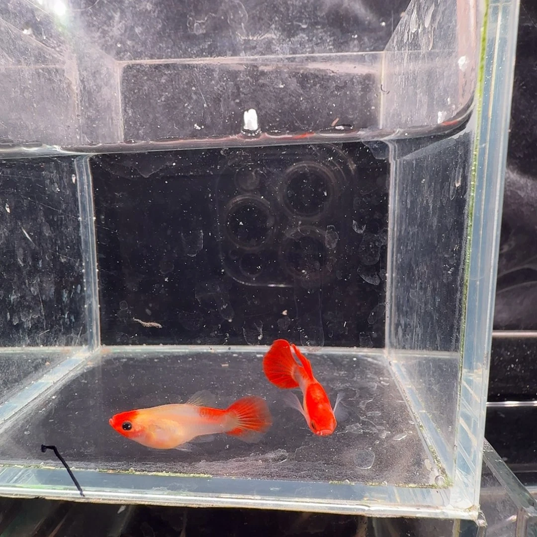 孔雀鱼深海蓝玻璃猫1对