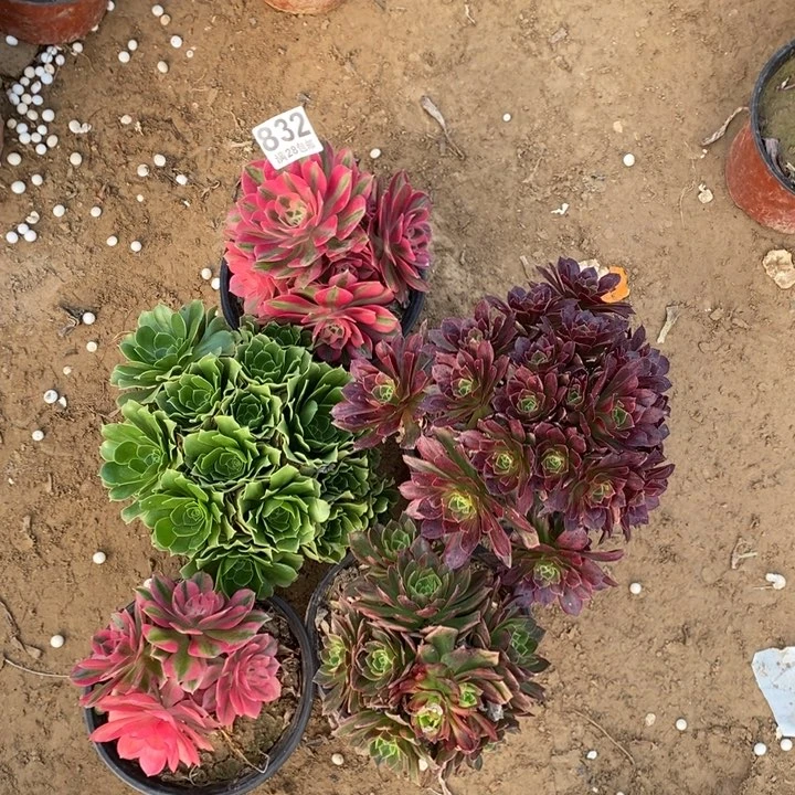 832粉女巫多肉植物