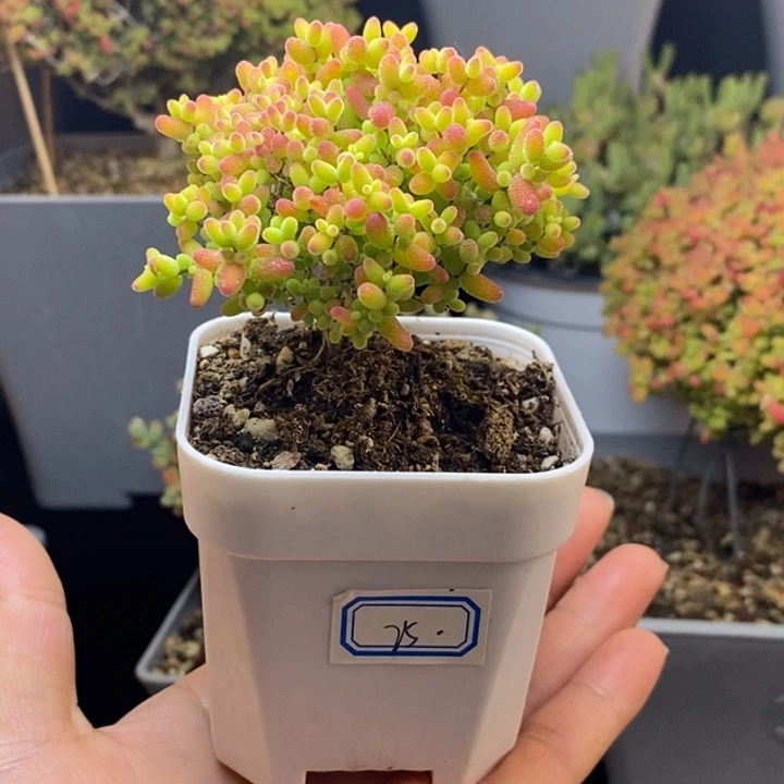 完全开放25号蜜橘（6.5cm）