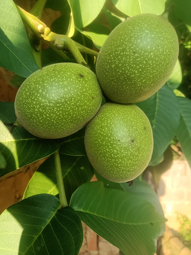 高山老树新鲜现摘带青皮薄壳嫩核桃孕妇坚果零食