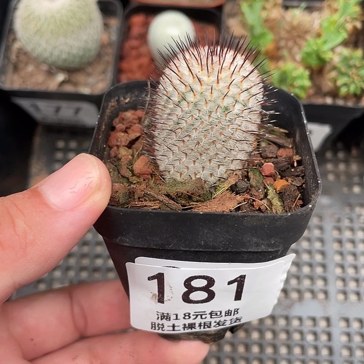 181直刺佩雷仙人球植物