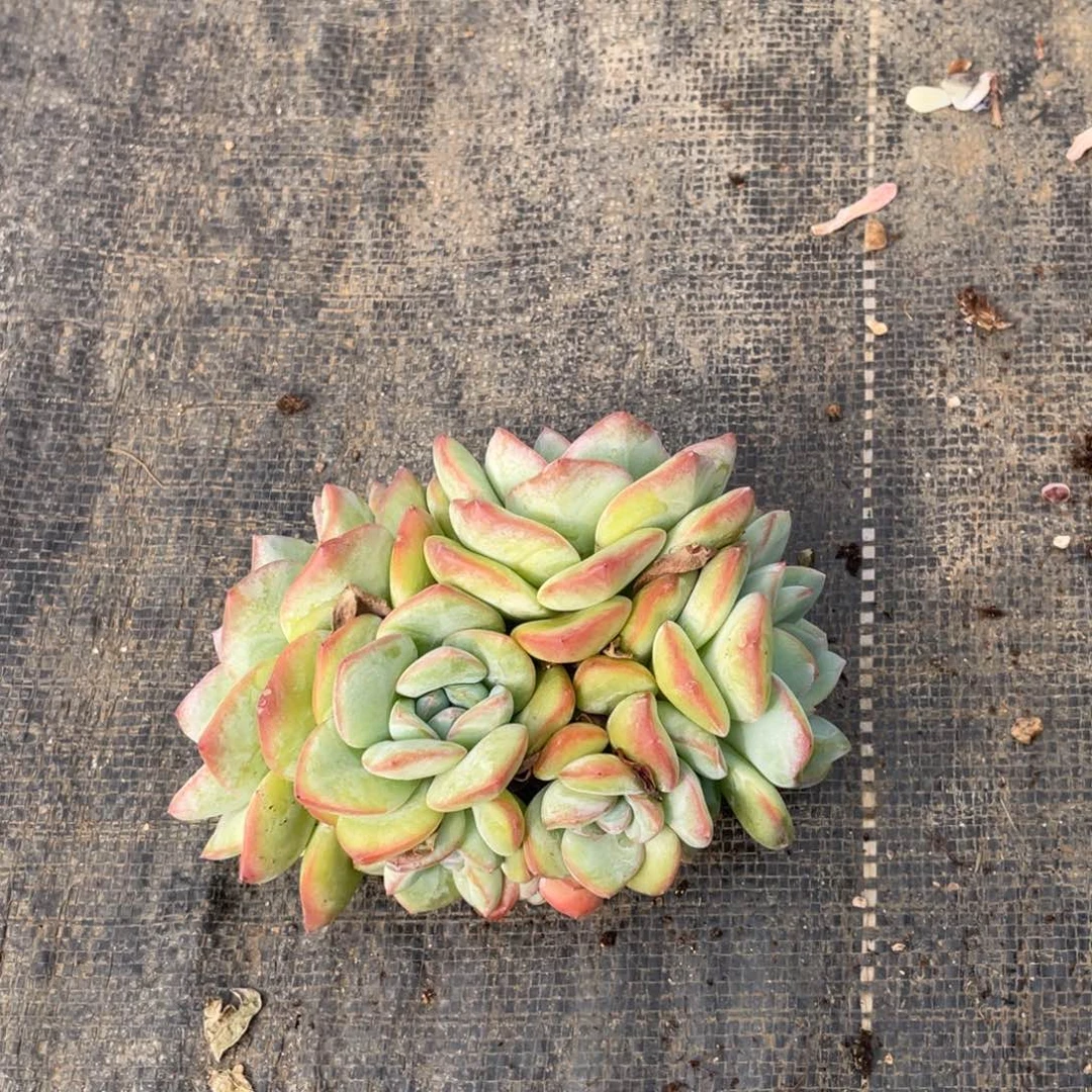 依***依多肉植物一物一拍