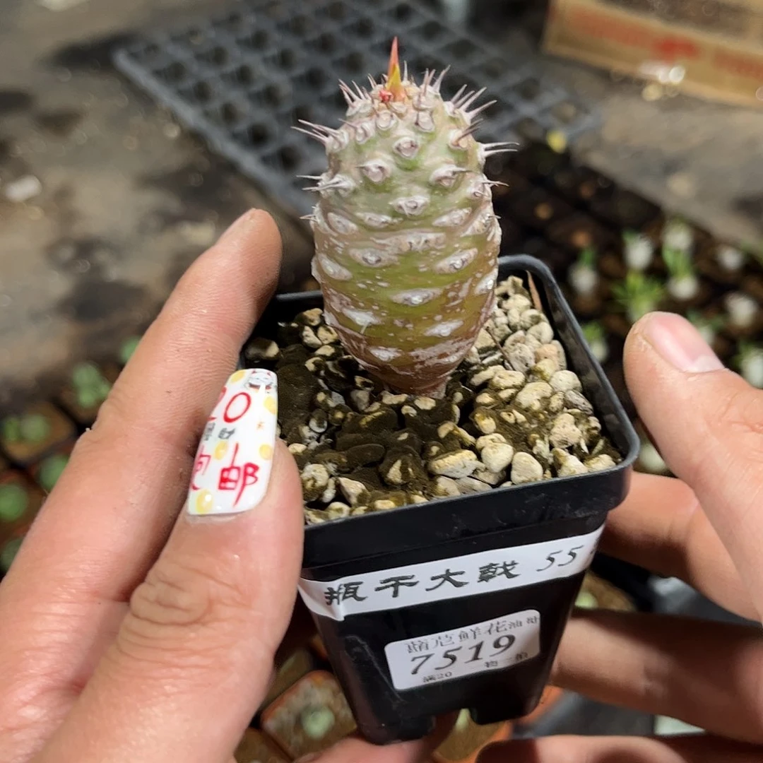 H*.7519一物一拍单头发货