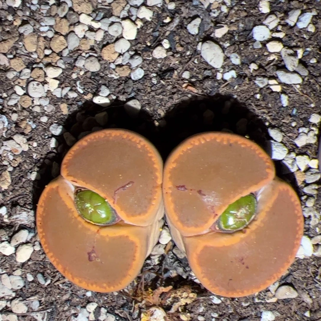 日轮 多肉植物 多肉植物