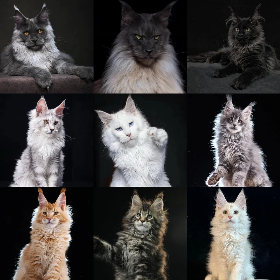 《猫小院》缅因猫通用链接