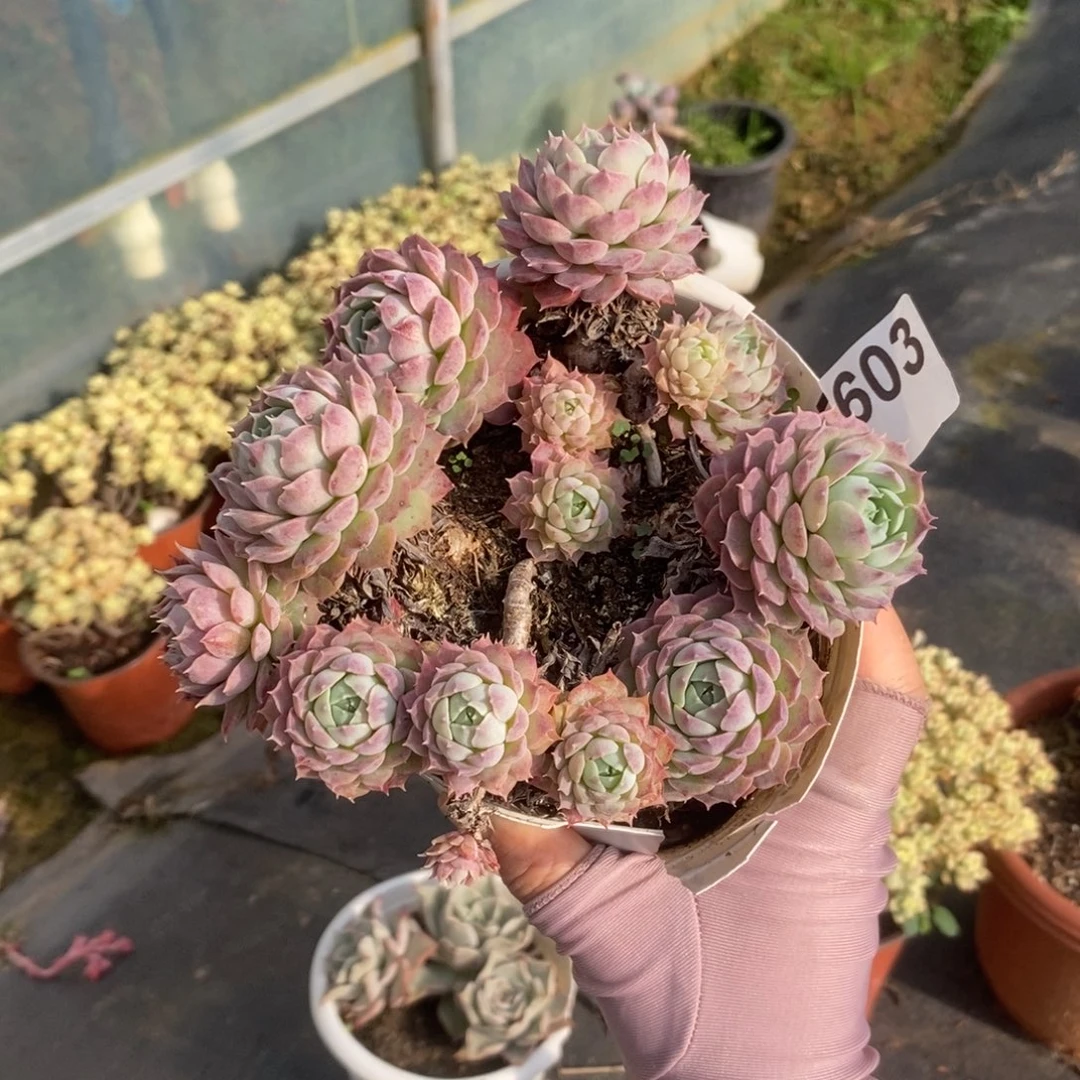 5603朱砂痣一物一拍