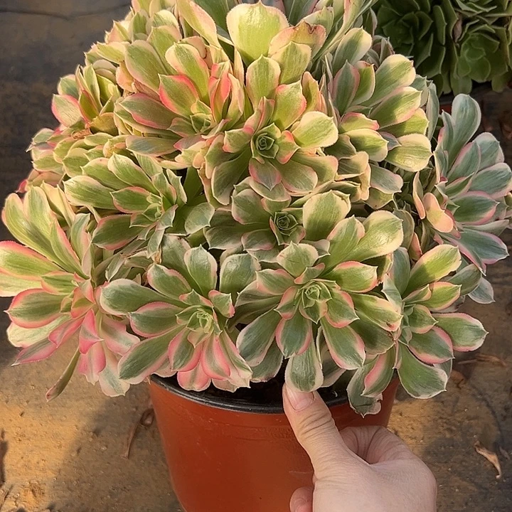 11.24-8男神多肉植物1