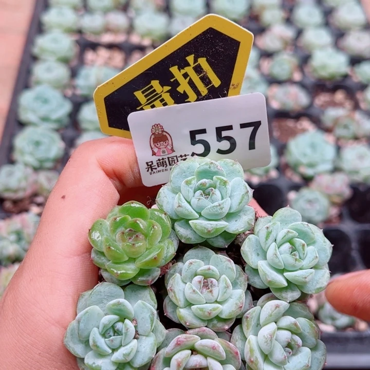 多肉植物多肉植物