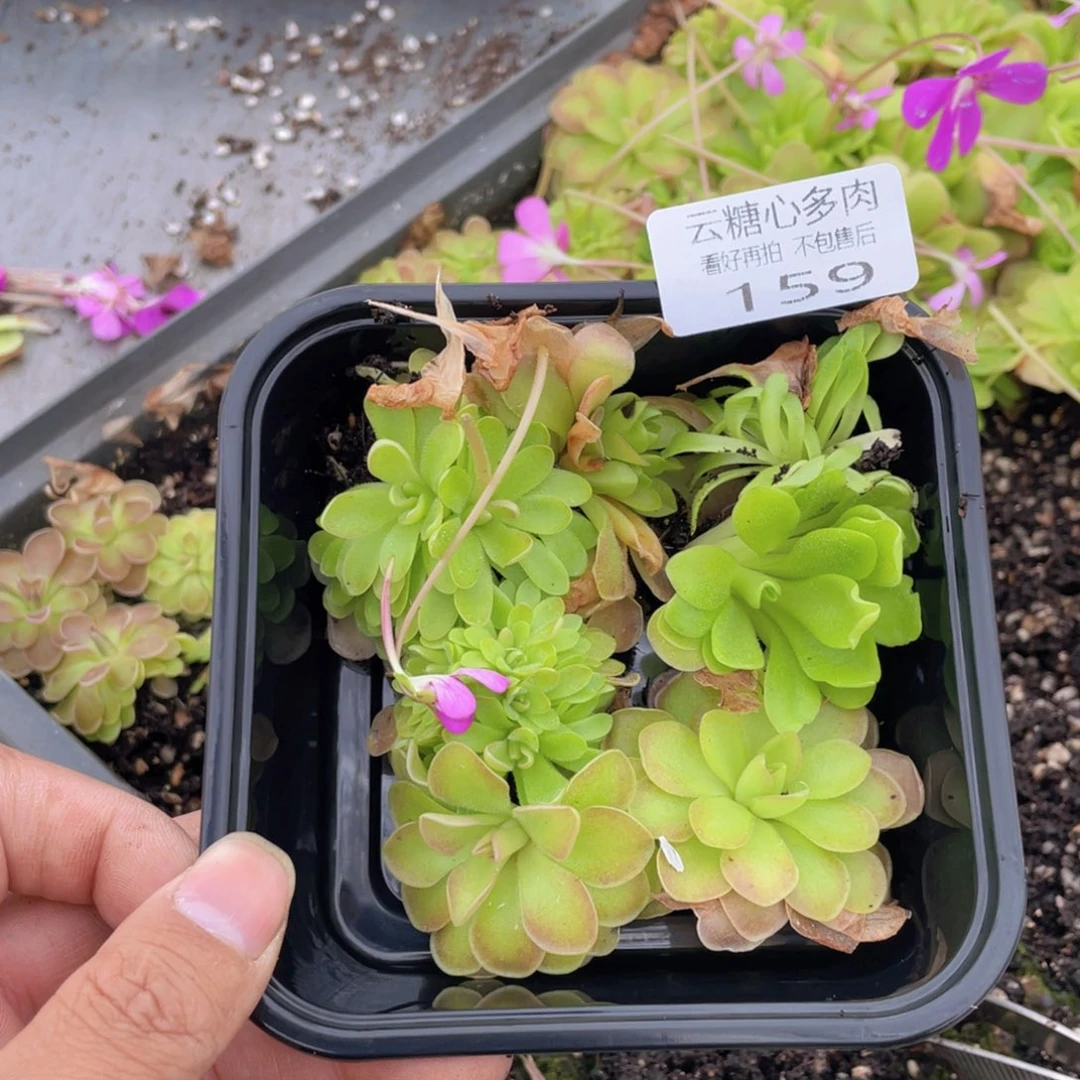 雨云糖心多肉植物159