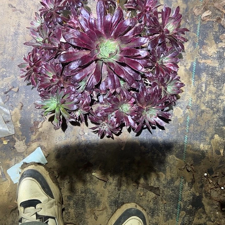 一单包邮不包侧枝37