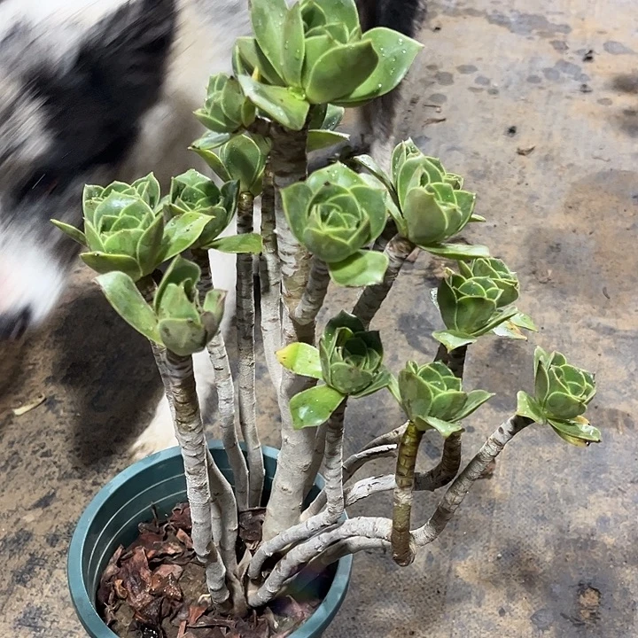 多肉植物香覆112号