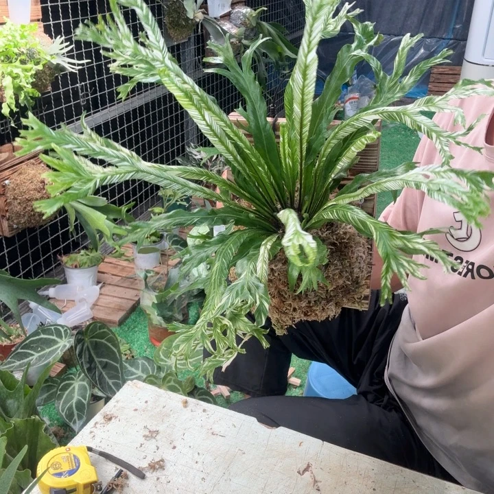 完全开放板植白月光