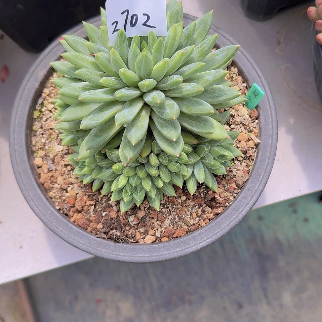 来***张2702绿宝石多肉植物