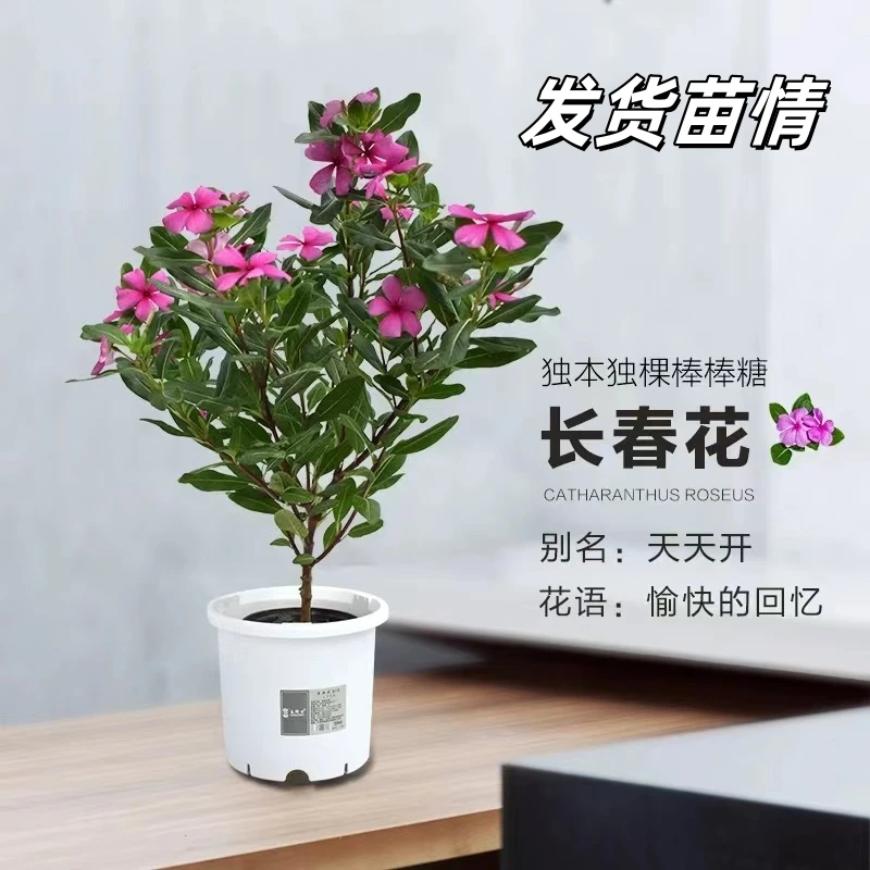 【多色棒棒糖】木本独杆老桩长春花天天开多年生四季开原盆土带花苞