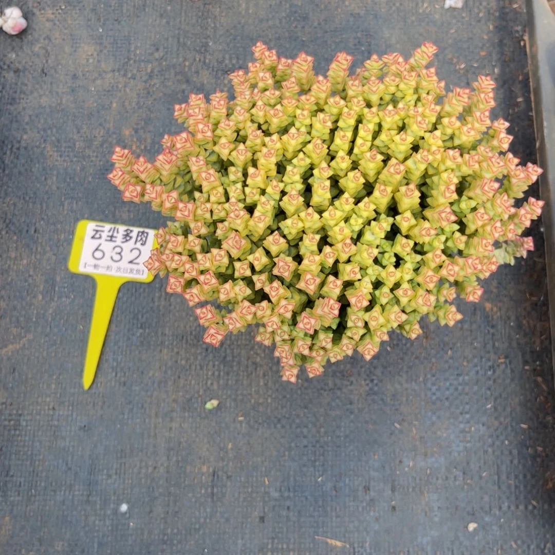 云尘多肉一物一拍632