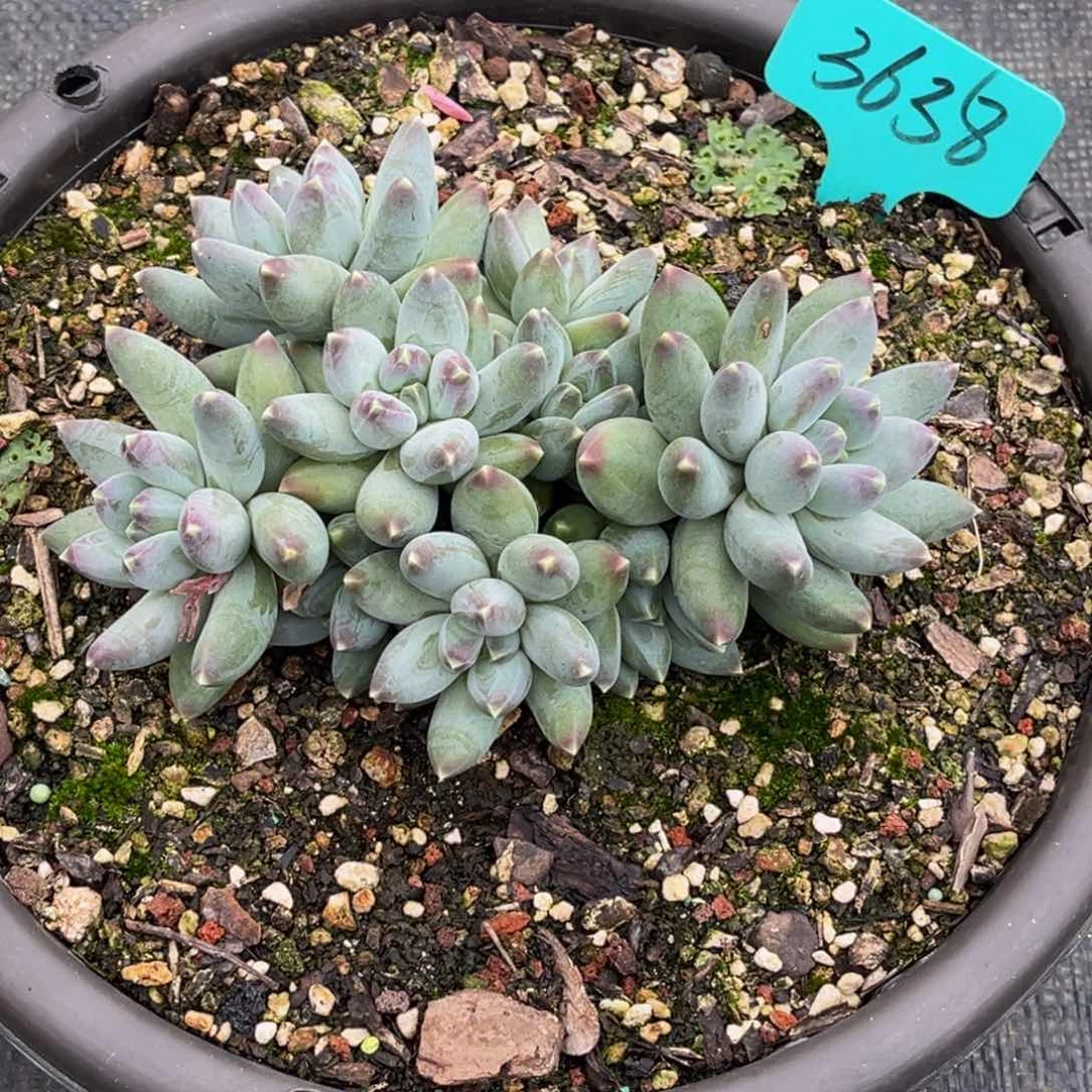 金***淯3638号上午多肉植物群生多肉