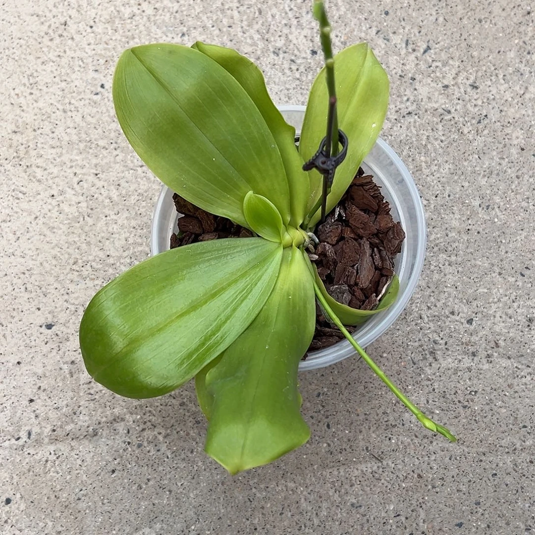 君***爱完全开放蓝珍火花盾4.5寸