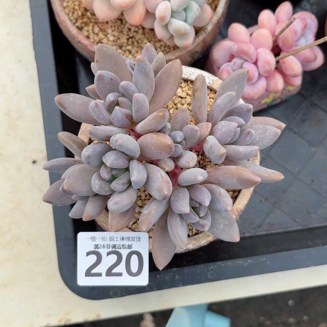 黑加仑老桩无盆土发货