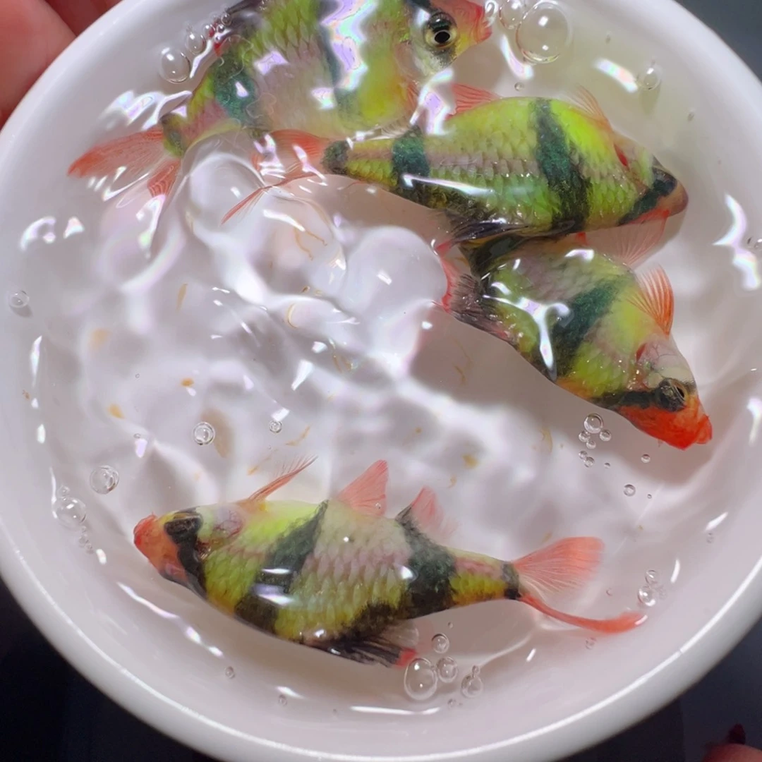 虎皮鱼绿虎皮4条装
