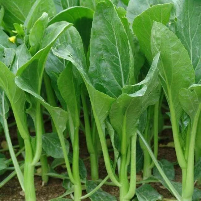 四季甜菜心种子 迟花油青菜心香港四九菜芯早熟蔬菜种籽