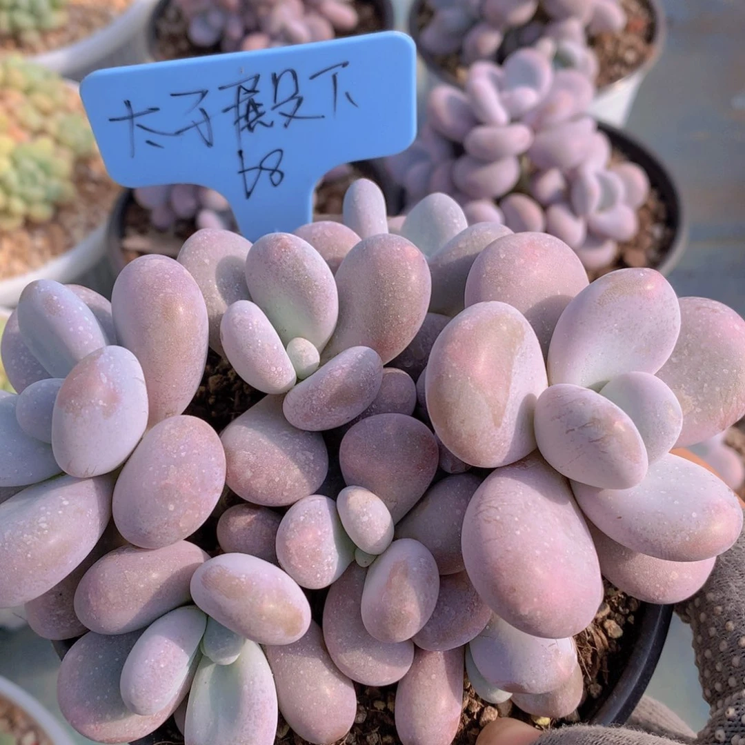 我家的小姐姐们都是我的小可爱