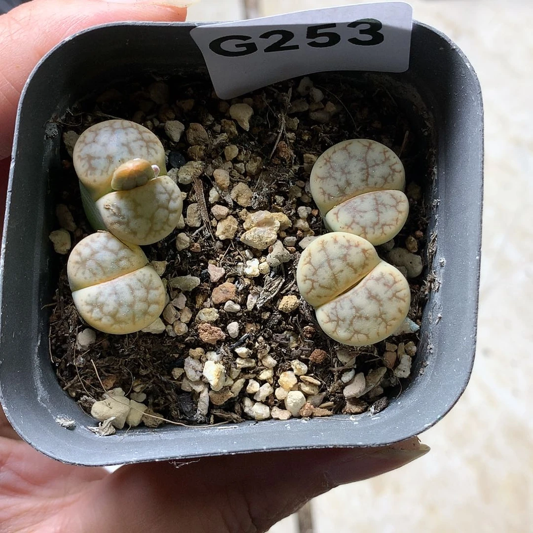 G253多肉植物保护