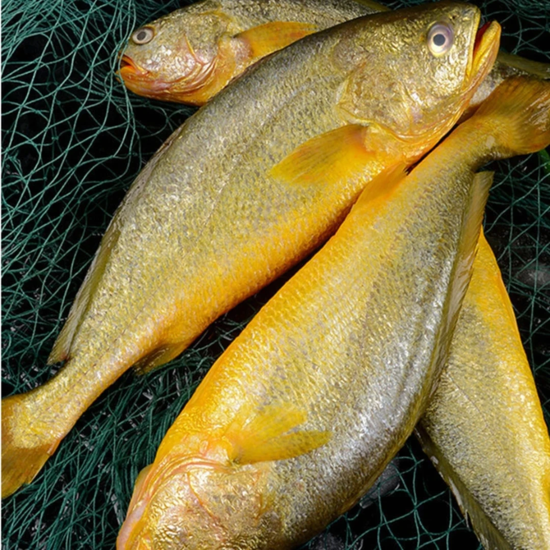 深海软黄金 【大黄花鱼】 当天捕捞 厦门发货 顺丰到家