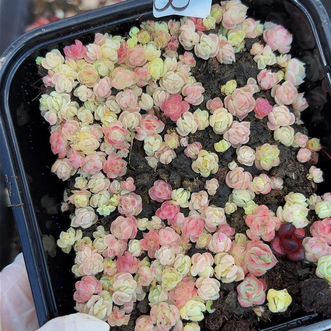 多肉植物多肉植物899