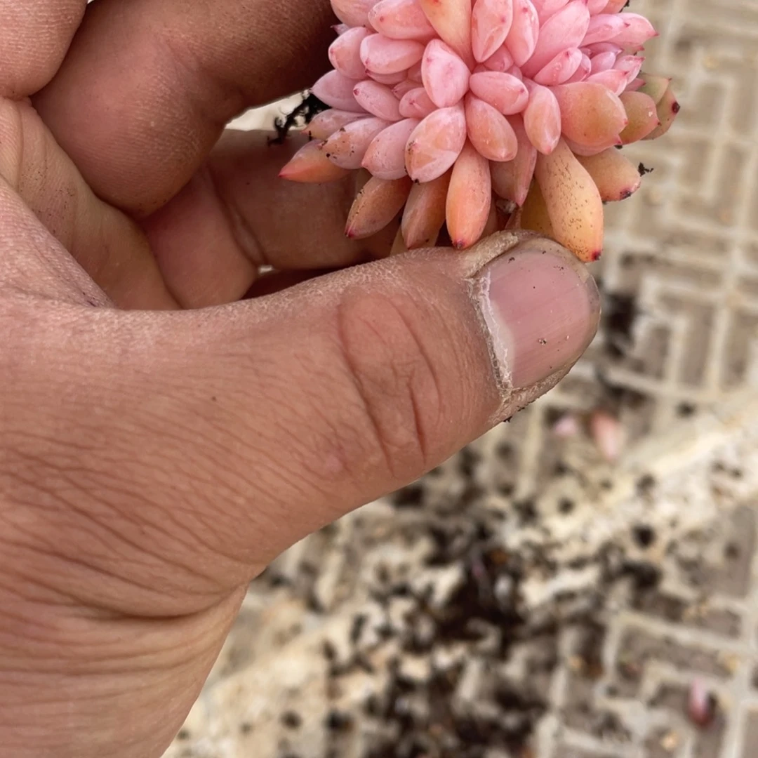 柒**?橙梦露缀化多肉一个