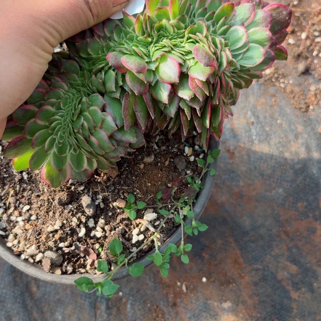 我4022 号多肉法师新年特价