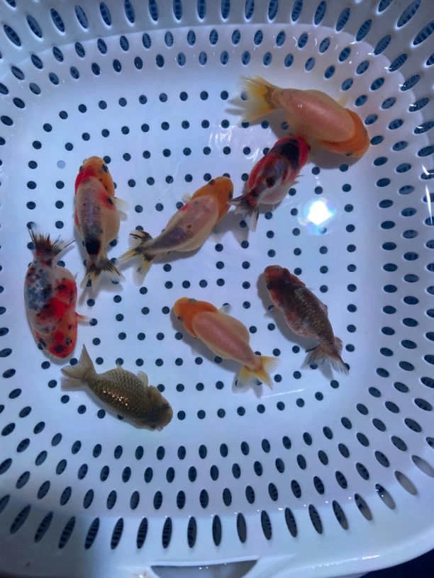 【留养苗亚成兰寿苗】8-9cm