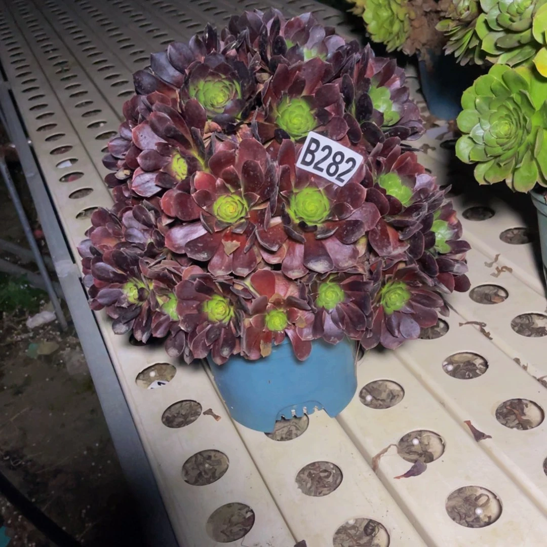 黑寡妇法师7—1包邮