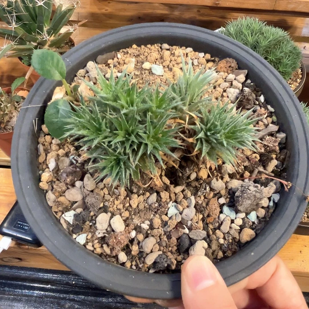 潮流植物坨坨凤，福利漏