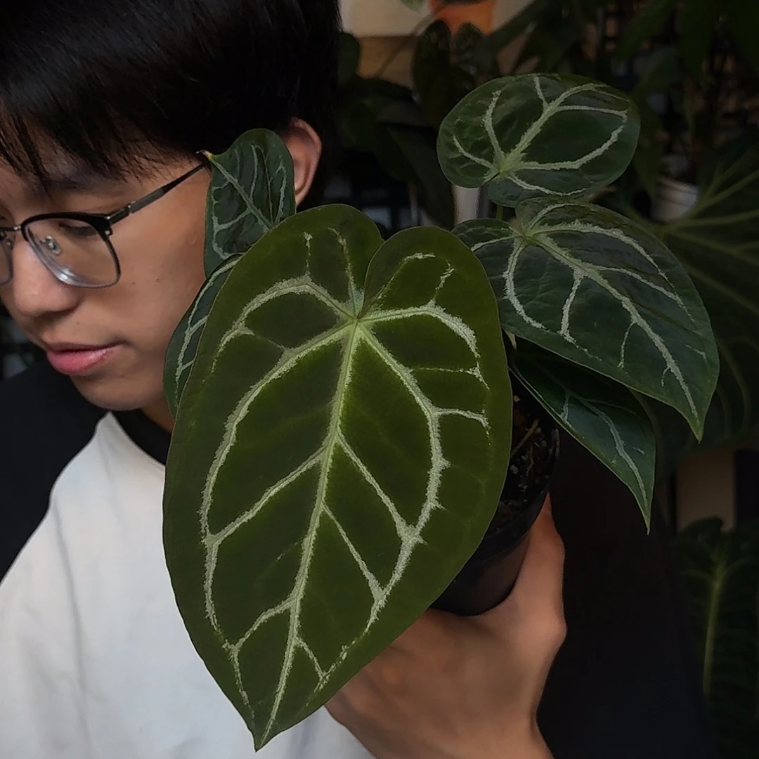 完全开放U47绿丝绒