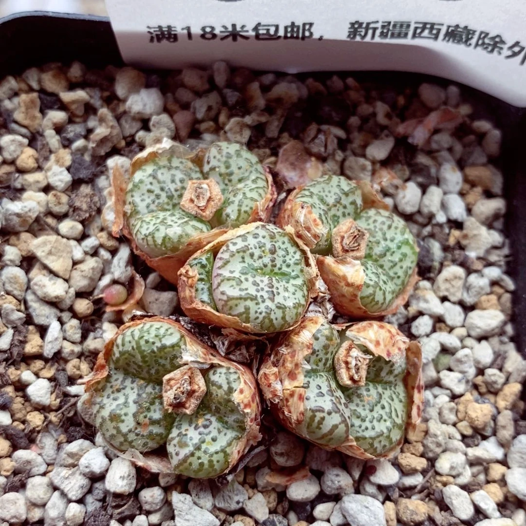 我的小姐姐们都是6880