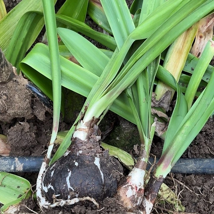 果*花孔雀有标带土发货10左右