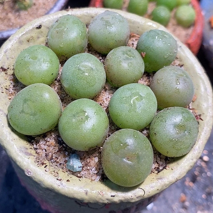 单头孔卡佛一颗。