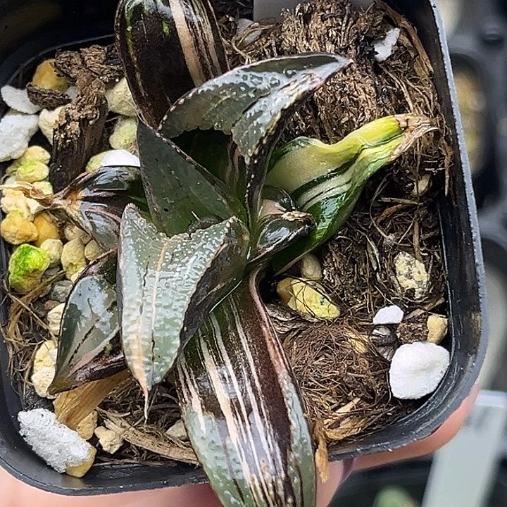 62芭提雅茜云锦头家多肉十二卷