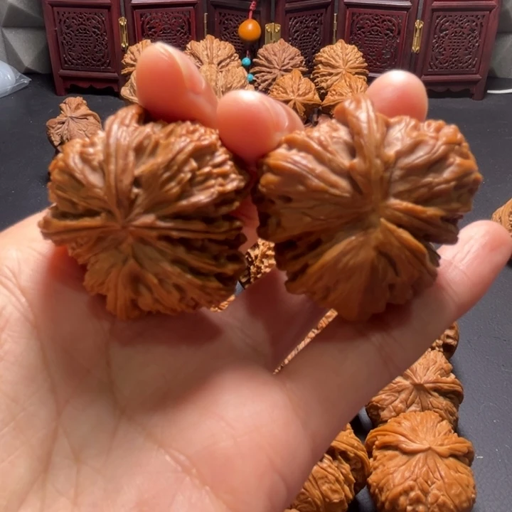 白狮子小挂角核桃哈哈哈哈哈哈哈哈