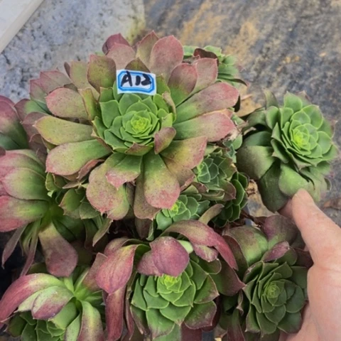 绿体万圣节有断多肉不包断多肉12多肉