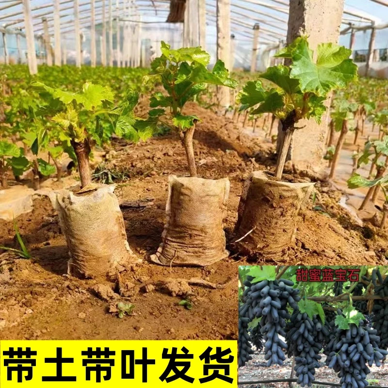 带叶带土发货篮宝石葡萄苗无籽甜蜜蓝宝石葡萄树苗盆栽庭院爬藤王