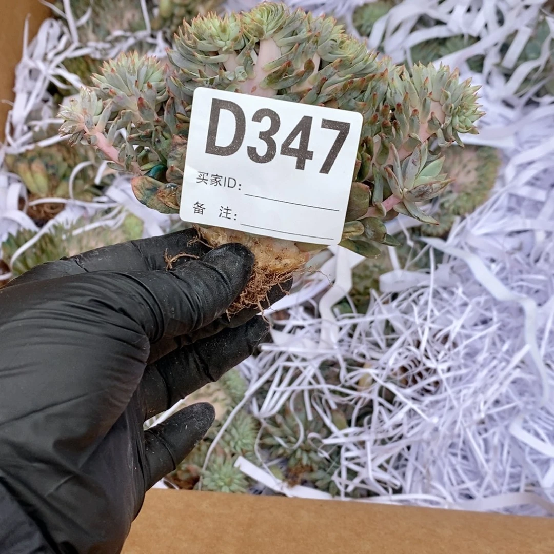 北***巷347 星影树缀哇哇哇哇