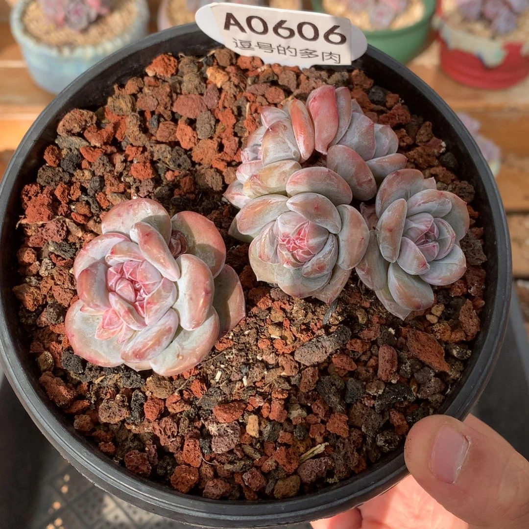 A0606 开播福利 星影飘枝 有砍 10cm