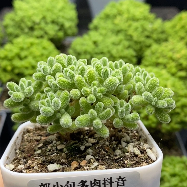 优选冰晶7780枝干番杏