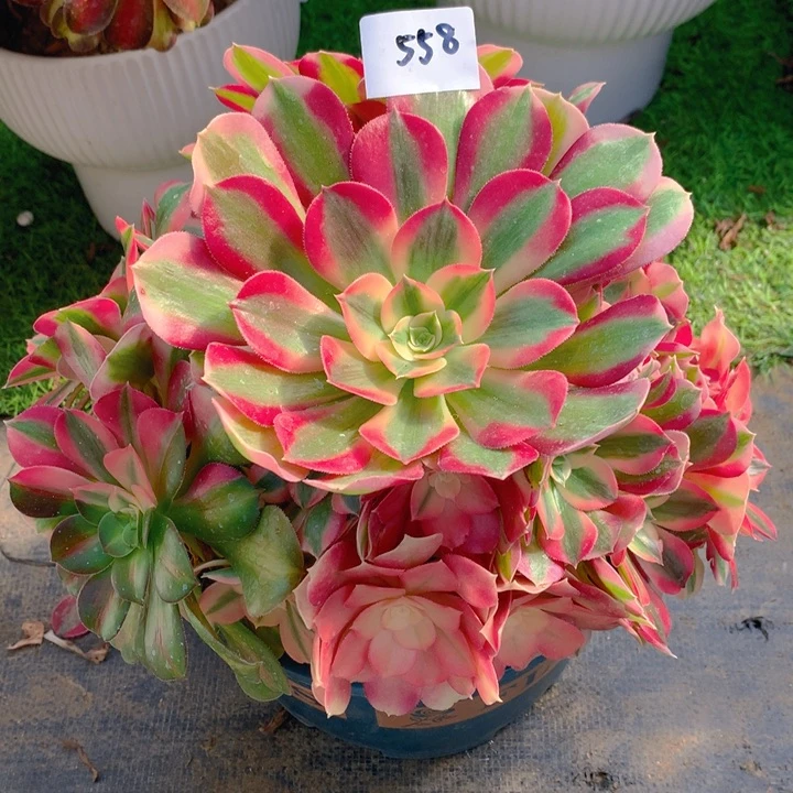 558七彩女巫捧花朵朵