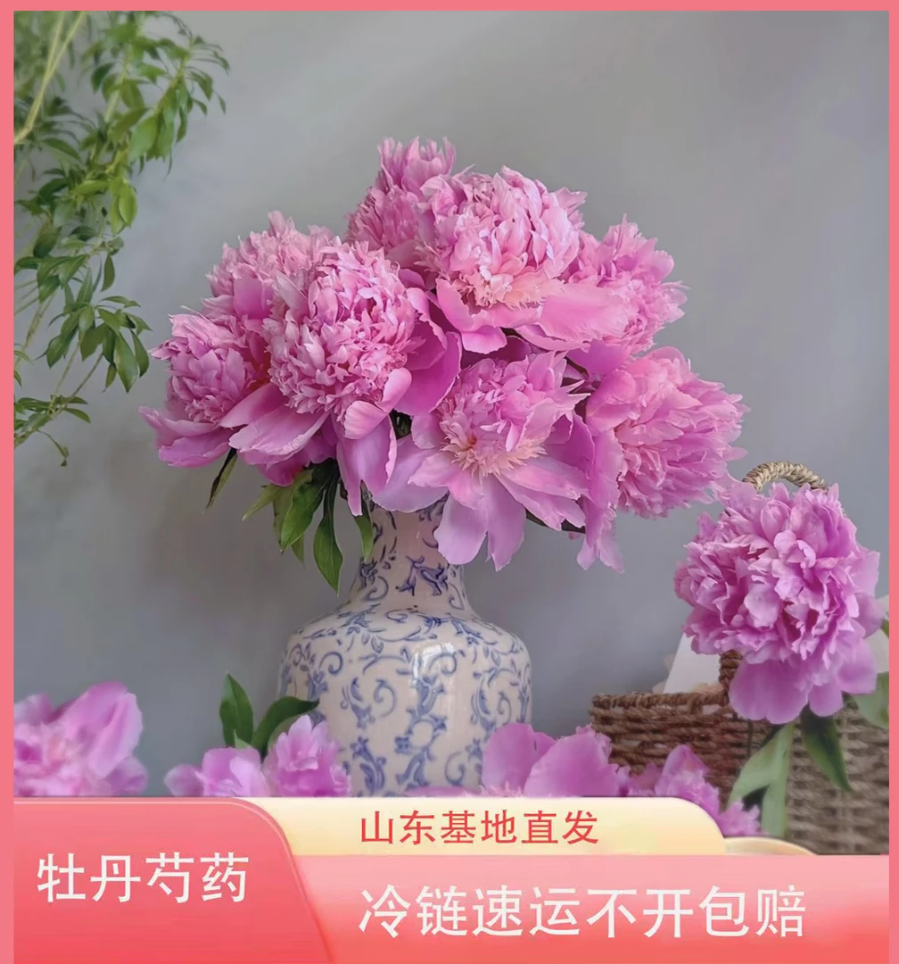 【兰富士】A+级品质进口芍药鲜切花 水培花 山东菏泽基地直发