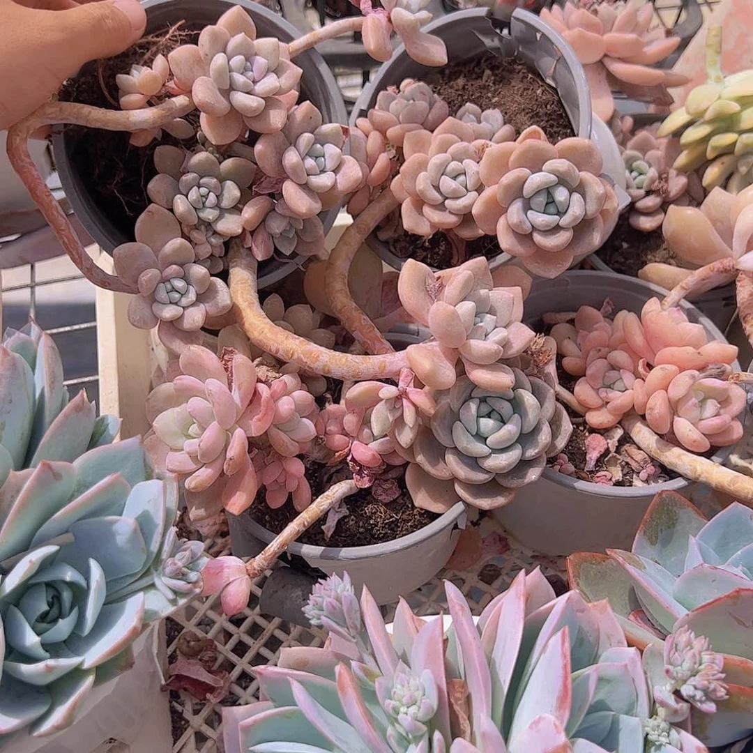 克洛伊多头精品三盆