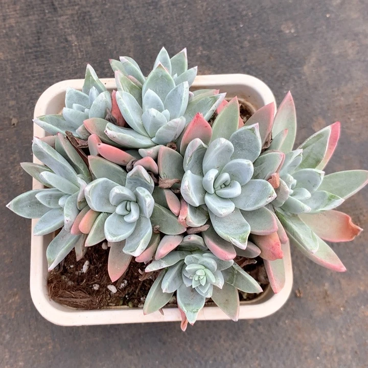 泡芙杂，多肉植物