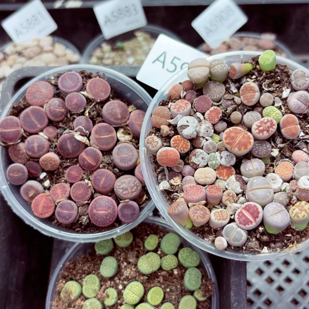 5930–生石花 生石花